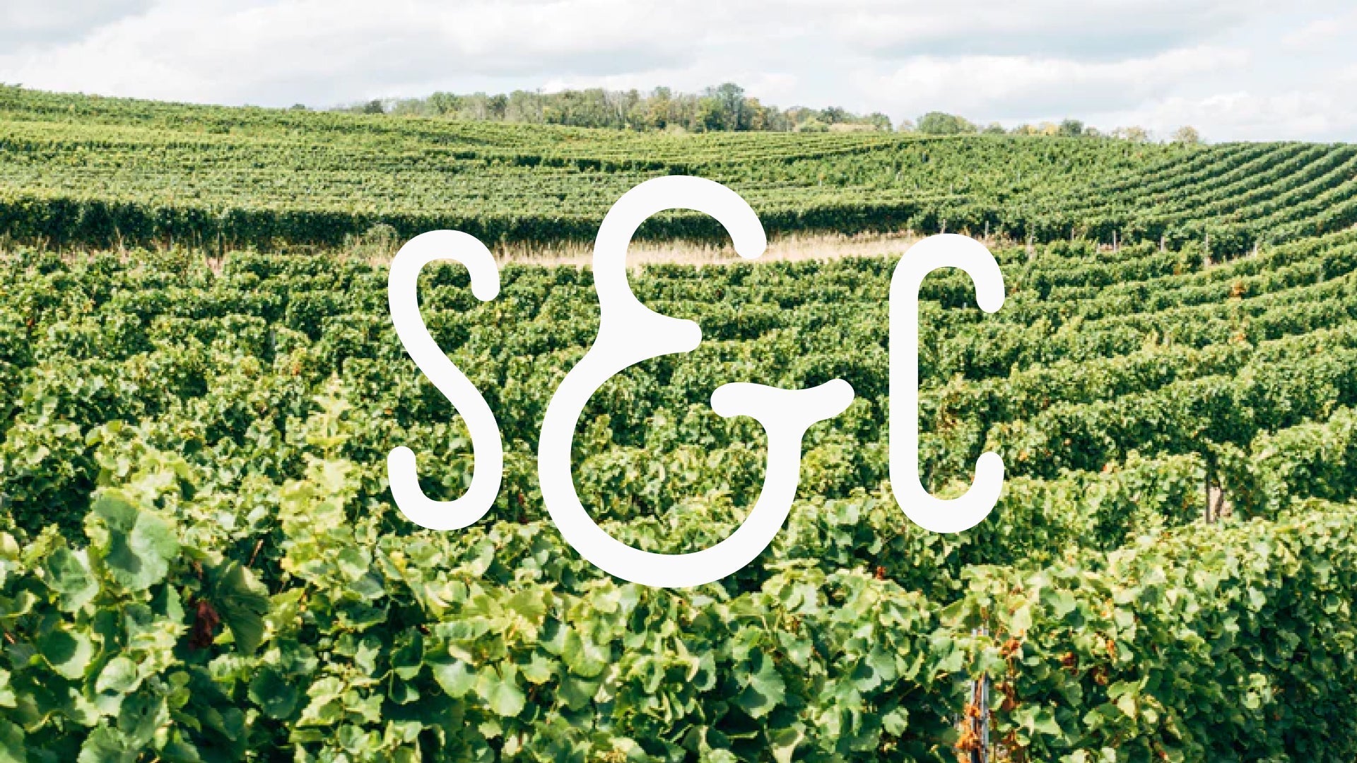 Simple Sustainable Wine Tips You Can Actually Use